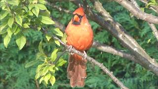 1 Cardinal rouge