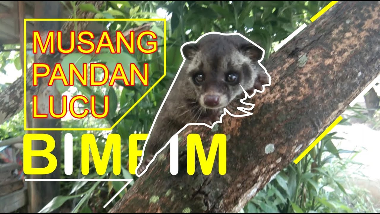 ANAK MUSANG PANDAN LUCU JINAK  BANGET YouTube