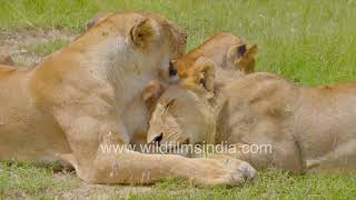 Lion love: African Lionesses trio bonding at Masai Mara National Reserve in Kenya, Africa