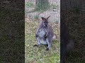 Red-necked wallaby close-up #animals #animalsshorts #animal #wallaby #cute #cuteanimals #cuteanimal