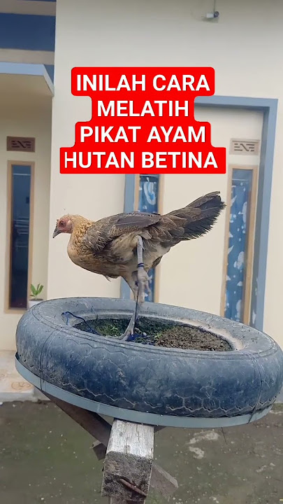 INILAH CARA melatih pikat ayam hutan betina #ayamhutan #ayamhutanpikat #tutorial