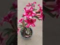 kya aap garmi Se pareshan#home garden 🏡#plant care#gardening tips#viral video