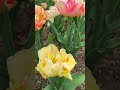 🌷 Beautiful TULIPS  NYC| Brooklyn Botanical Garden 2023 #shorts #tulip #nyc #spring #flowers