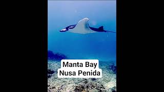 Manta Bay, Penida, Bali oceanic Manta Rays #scubadiving