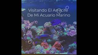 acuario marino