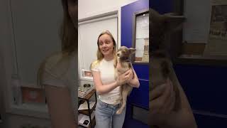 Gracie has been available for adoption for over 100 days. Operation GET GRACIE ADOPTED ❤️ #fosterdog