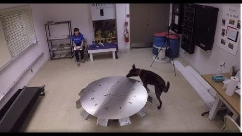 Introduction to Scent Detection Dogs - Working Dog Practitioner Program