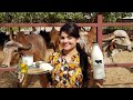 Jaipur Food | Dairy Farm