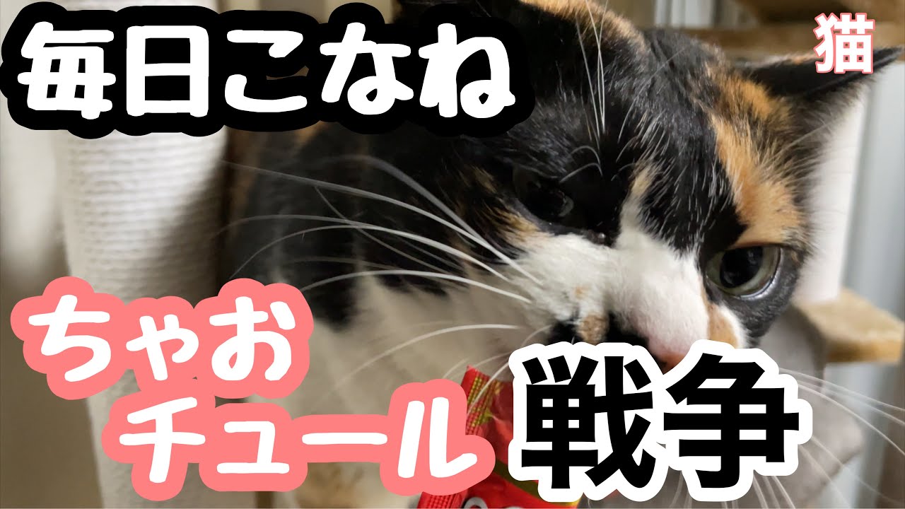 三毛猫】毎日こなね：ちゃおちゅーる伝説！！ - YouTube