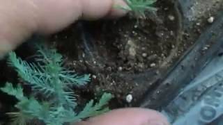 Çam Fideleme Çalışması-1 Pine Planting Work-1