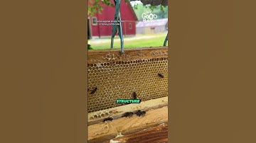 Why Honeycombs Are Hexagonal #shorts