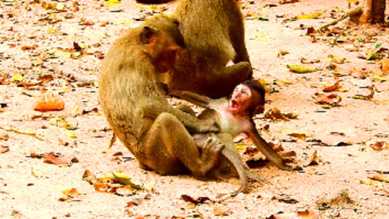 OMG! What's Jack Doing Timo Baby Monkey! Timo Very Scared OF Jack!