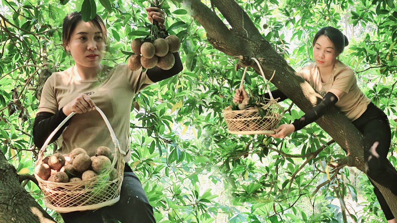 Harvesting Sapodilla fruits to sell at the Market - complete shelves ...