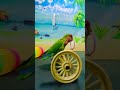 Bird Training:smart lovebird parrot l smart little cute parrot #training#smartparrot#cute