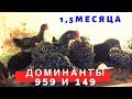 Доминанты 959 и 149 . 1,5 месяца