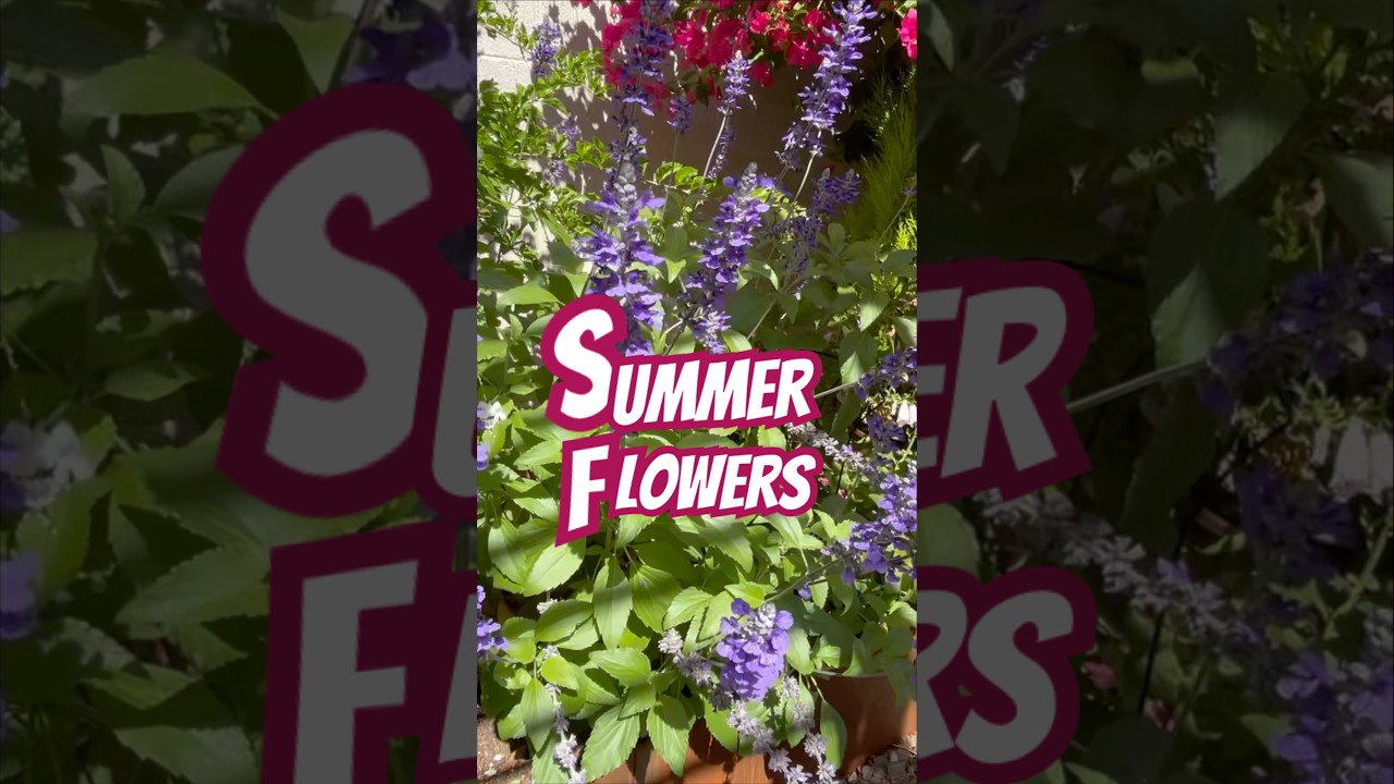 Summer Flowers ~ SummerWinds Nursery AZ