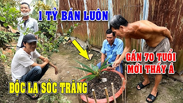 Cả Xóm Bất Ngờ Cây Dừa Độc Lạ Có 1 Không 2 Của Anh Út Sóc Trăng Còn Nhỏ Mà Có Nhiều Trái/NGÃ NĂM TV