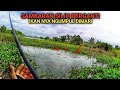 Mancing Ikan Nila Umpan Lumut Oplosan Kunyit - Cara Baru Ala Angler Vacation Tv