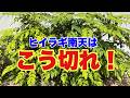 【柊南天の剪定】綺麗に見せるにはコレをして!