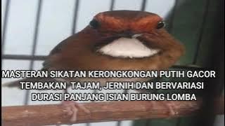 MASTERAN SIKATAN KERONGKONGAN PUTIH GACOR TEMBAKAN TAJAM, JERNIH, BERVARIASI DURASI PANJANG