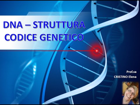 Video: Qual è il codice genetico del filamento complementare?
