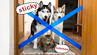 Cats Teach a Husky Puppy to Jump! Dogs React to the Painter