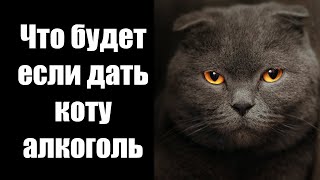 Вреден ли коту алкоголь? Как узнать что кот выпил лишнего?