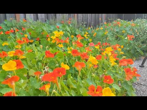 Video: Nasturtium Lidová Medicína A Vaření