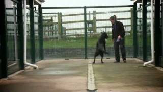 mypetstop video - Relax we're pet people.