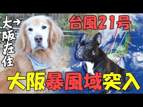 お台場の犬カフェうしすけ ココ氏カルボナーラ初もぐもぐ Youtube