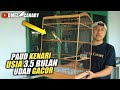 ini caraku bikin Kenari Paud cepat gacor