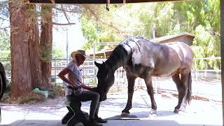 How to teach our horses to allow having their face touched.