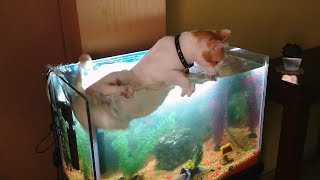 Cats vs. Fish Tanks