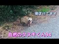 自然のタヌキくん94 可愛い鳴き声、3連発！