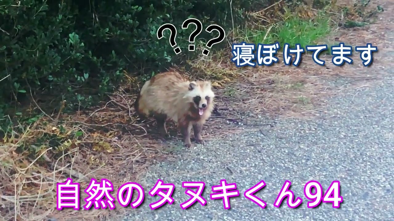 たぬき の 鳴き声