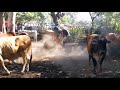 Toros peleando en el Tiangue de El Transito parte 1 | el salvador en el  campo