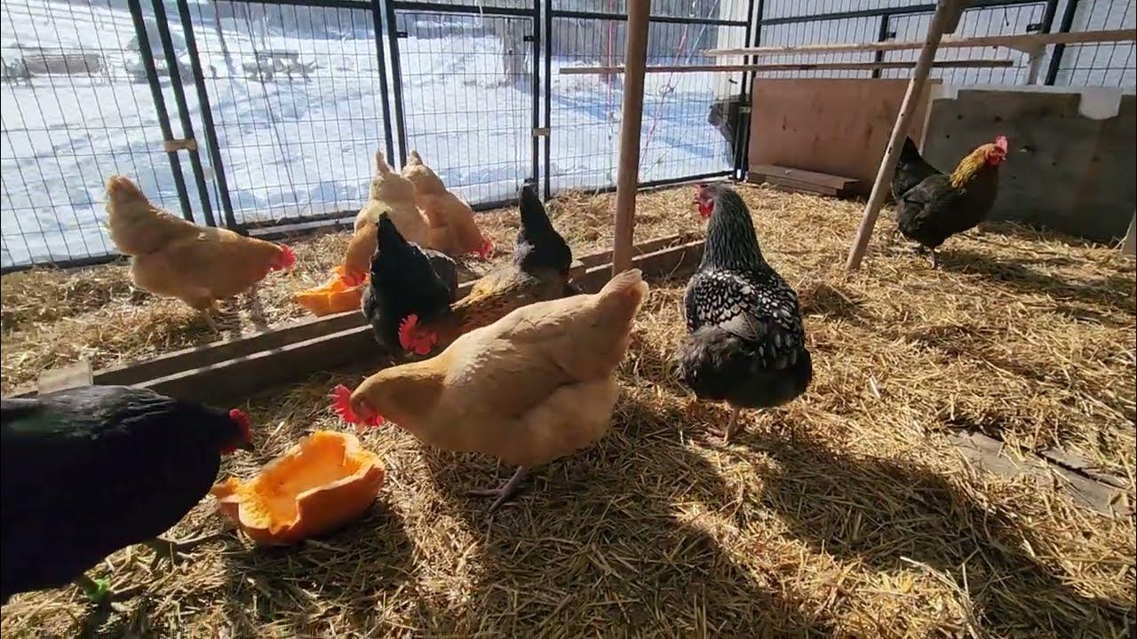 Winterizing a chicken tractor. YouTube