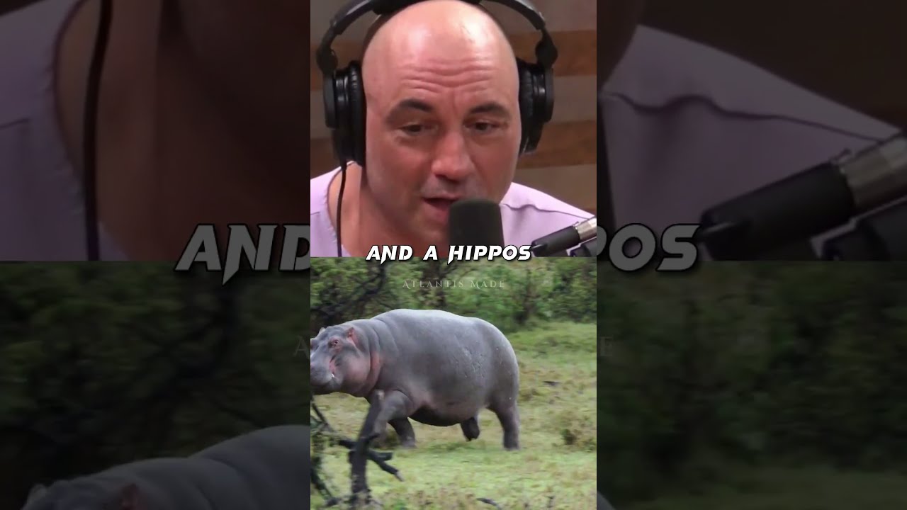 Surviving A Hippo Attack 