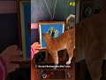 Scary Teacher 3D Secret Task Free The Cat And Stay Safe Gamesturday
