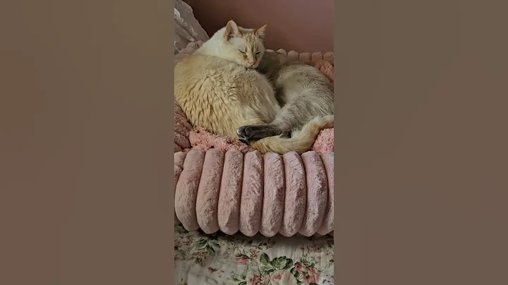 Video 11688551: maine coon mix, flame point siamese, bath