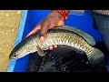 Live Murrel Fish Cutting | A M Fish House In Bengaluru.