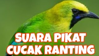 Suara pikat CUCAK RANTING , di jamin ampuh untuk memanggil cucak ranting dari kejauhan..