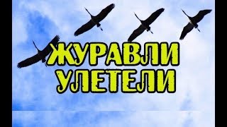 Журавли улетели под гитару