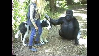 Koko Pets the Dog She Named Smile by kokoflix 14,346 views 10 months ago 1 minute, 54 seconds
