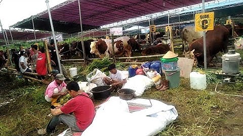 pembagian blok dan tata tertib peserta kontes sapi APPSI di kab Jember tahun 2022