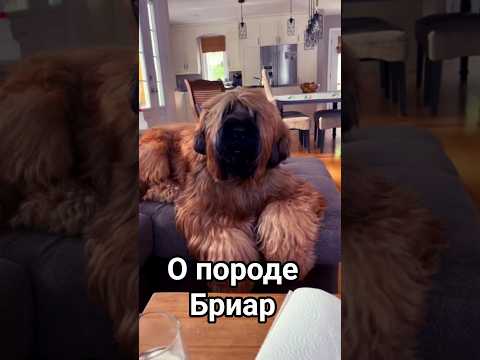 о породе Бриар (французская овчарка)