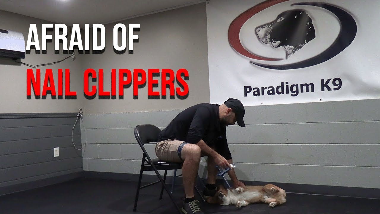 How to Trim a Fearful Dog's Nails - YouTube
