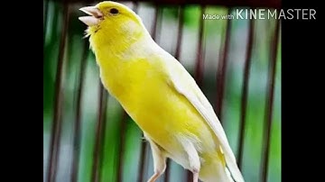 Masteran suara kenari & cililin + suara air mengalir