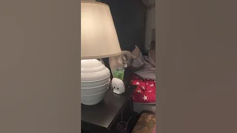 Watch the video about 😸😺 #funny #crazy #minnie #big #cat #mainecoon #british #love #horse #funnyvideo