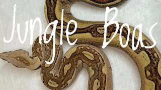 Jungle Morph Boas & Combos